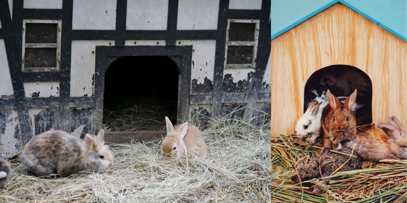 Ultimate Comfort for Small Pets: Guinea Pig Hutches, Cat Houses & Rabbit Retreats at Home & Roost
